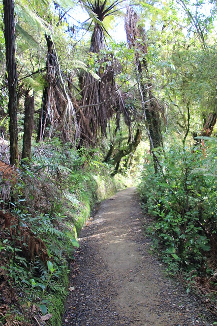 Día 4 - 3/10/15 - Rotorua: Wai - O - Tapu, Te Puia y Waitomo Caves - Nueva Zelanda, Aotearoa: El viaje de mi vida por la Tierra Media (51)