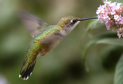 Hummingbirds 2016