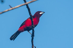 Panama Birds - March 2016