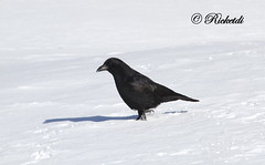 corneille - american crow