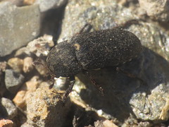 Carpet Beetles - Dermestidae