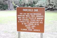 FL. Fairchild Oak Tree