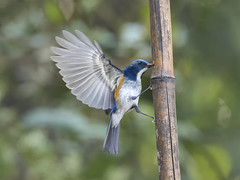 Flycatcher : Bluetail – 02