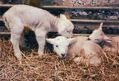 Lambing day - sheep - 6