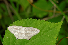 Uraniidae, Thailand