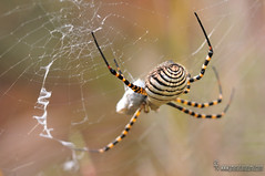 Arachnida :  Arañas, escorpiones y ácaros