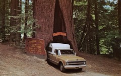 Drive-Thru Trees Postcards