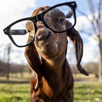 Goat wearing glasses