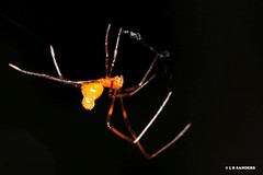 kleptoparasite  spiders