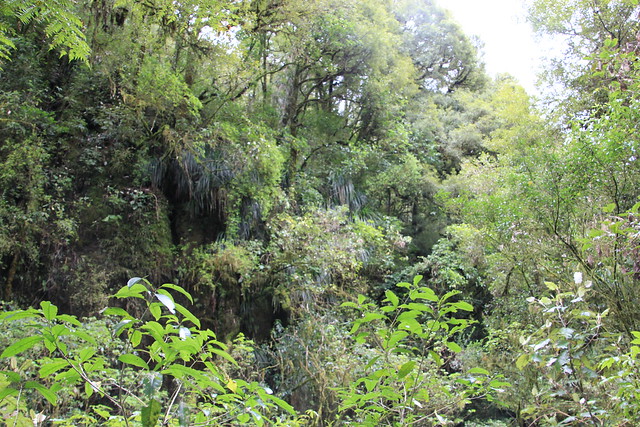 Día 4 - 3/10/15 - Rotorua: Wai - O - Tapu, Te Puia y Waitomo Caves - Nueva Zelanda, Aotearoa: El viaje de mi vida por la Tierra Media (68)