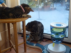 The Kittens in Their Conservatory!