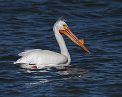 White Pelicans - CO/FL/MO