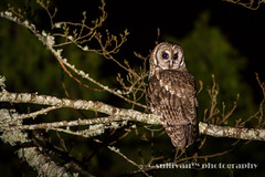 灰林鴞 Tawny Owl