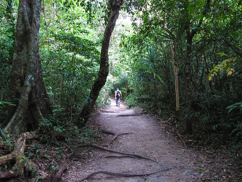 Tikal et sa jungle