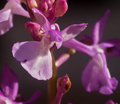 unbekannte Orchidee