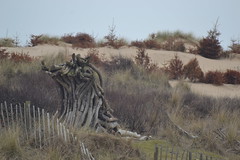 Formby Point