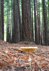 mushrooms & funci