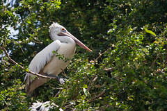 Pelicans from Ranganathittu