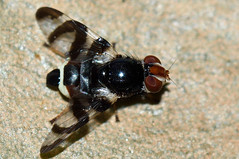 Diptera - Platystomatidae