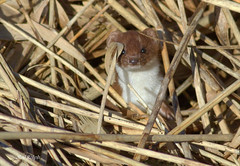 Stoats and Weasels