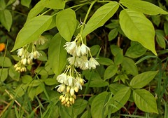 Staphyleaceae