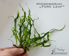 Microsorum "Fork Leaf"