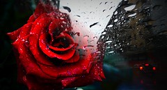 rose e pioggia