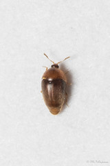 Coleoptera: Corylophidae of Finland