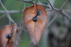 Seeds & Seed Pods