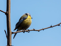 2016 Bois de Bâtie, oiseaux