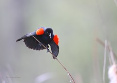 Red-winged Blackbird, Grackles, Starlings, Cowbirds
