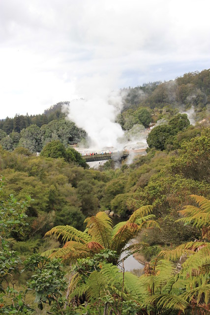 Día 4 - 3/10/15 - Rotorua: Wai - O - Tapu, Te Puia y Waitomo Caves - Nueva Zelanda, Aotearoa: El viaje de mi vida por la Tierra Media (36)