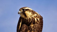 FALCÃO-DE-COLEIRA - Falco femoralis 