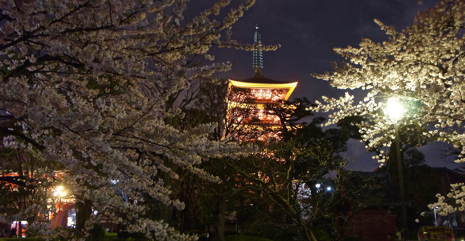 Asakusa Yozakura - Night time illumination of cherry blossoms