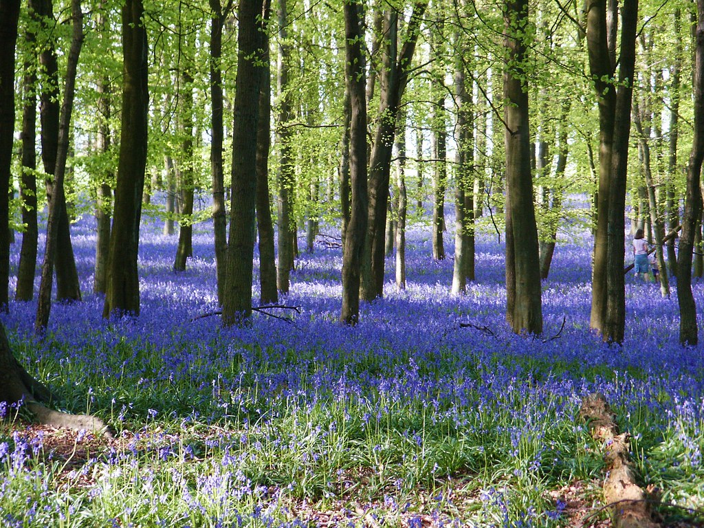 Bluebells in Buckinghamshire, England. Photo credit Keith Hulbert and Paul Zarucki