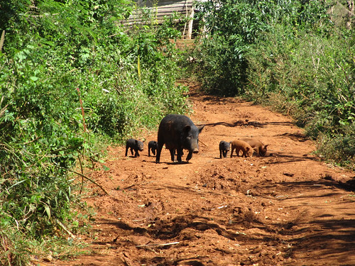 Parc National de Viñales: euuuh que fait-on quand on se trouve sur la route d'une maman cochon et de ses petits?