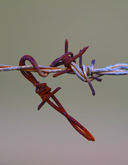 Barbed knot
