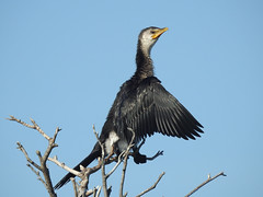 Cormorant Drying Out