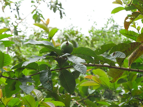 Topes de Collantes: un arbre à guavas