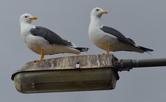Herring Gulls.-Larus Argentatus