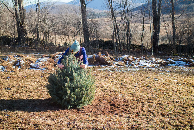 Planting Our Christmas Tree_14