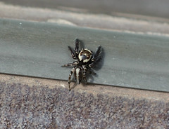 Jumping Spiders-----Salticidae