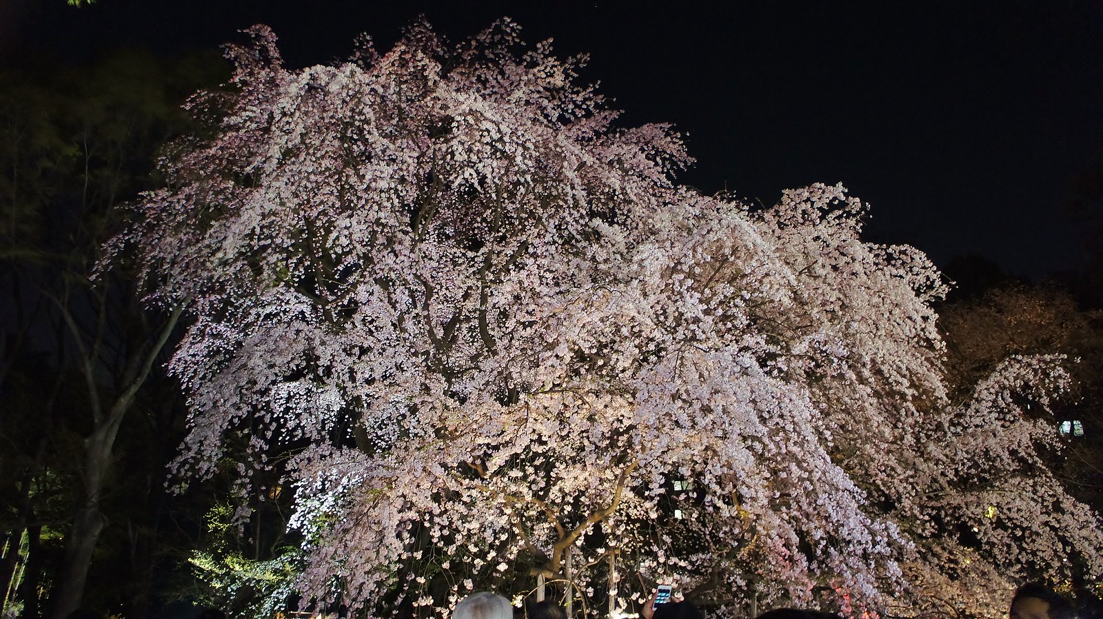 Rikugien Gardens Cherry Blossoms
