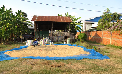 La campagne de Battambang: du riz qui sèche devant les maisons