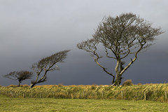 trees-exmoor