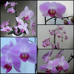 Orchid III Feb.'16