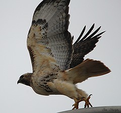 Hawks, Osprey & Eagles