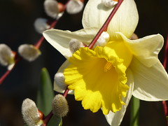 Daffodil and catkins