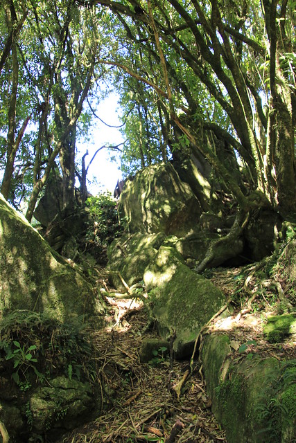 Nueva Zelanda, Aotearoa: El viaje de mi vida por la Tierra Media - Blogs de Nueva Zelanda - Día 8 - 7/10/15 - Piopio y Tongariro National Park (38)