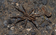 Lycosidae: wolf spiders